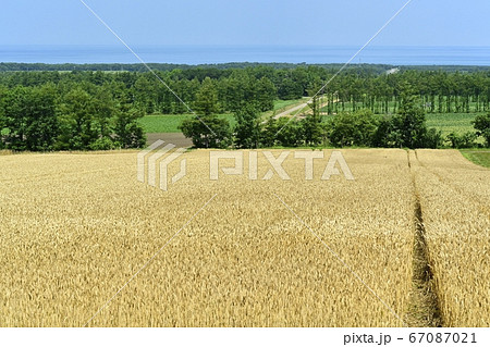天に続く道の展望台からの麦畑にオホーツク海 67087021