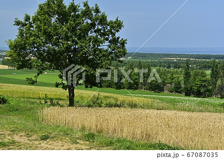 天に続く道の展望台からの麦畑にオホーツク海 67087035