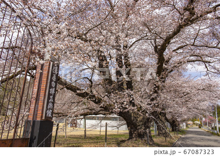 【山梨県北杜市】桜満開の清春芸術村 【山梨県北杜市】桜満開の清春芸術村 67087323