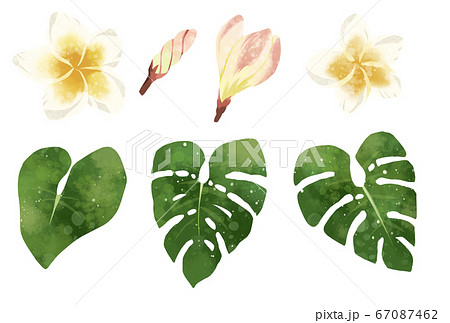 南国 植物 観葉植物 モンステラ イラスト 水彩のイラスト素材