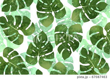 モンステラ 南国 イラスト 観葉植物 透過のイラスト素材