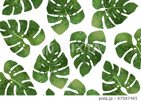 モンステラ 南国 イラスト 観葉植物 透過のイラスト素材 モンステラ 南国 イラスト 観葉植物 透過のイラスト素材