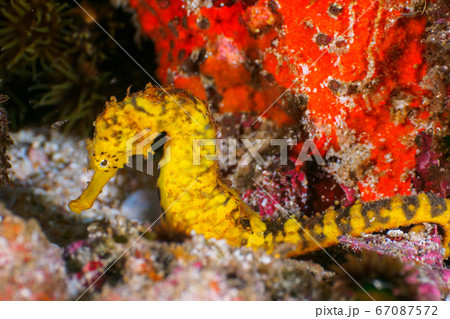 Yellow tigertail seahorse on gravel Yellow tigertail seahorse on gravel 67087572
