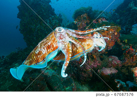 Pharaoh cuttlefish mating at the coral reef Pharaoh cuttlefish mating at the coral reef 67087576