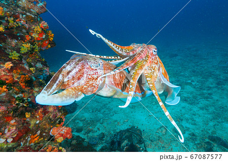 Pharaoh cuttlefish mating at the coral reef Pharaoh cuttlefish mating at the coral reef 67087577