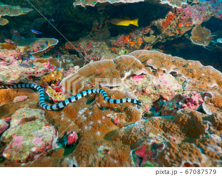 Banded sea snake in the coral reef 67087579