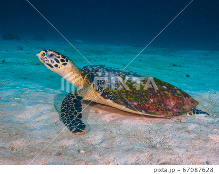 Hawksbill turtle on the sand bottom 67087628