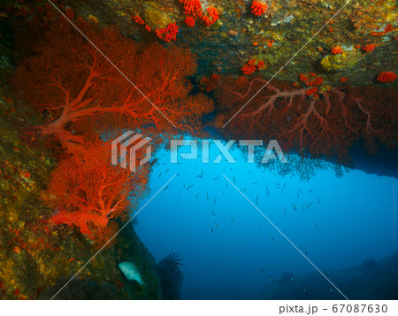 Huge Knotted fan corals in between rocks Huge Knotted fan corals in between rocks 67087630