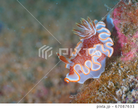 Nudibranch (Glossodoris rufomarginata) Nudibranch (Glossodoris rufomarginata) 67087633