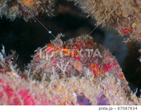 Frogfish jiggling its esca under the wreckage 67087634