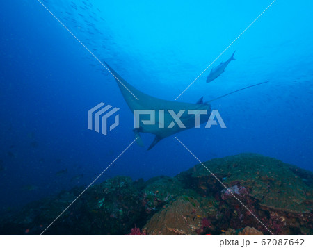 Oceanic manta ray swimming above coral bommie Oceanic manta ray swimming above coral bommie 67087642
