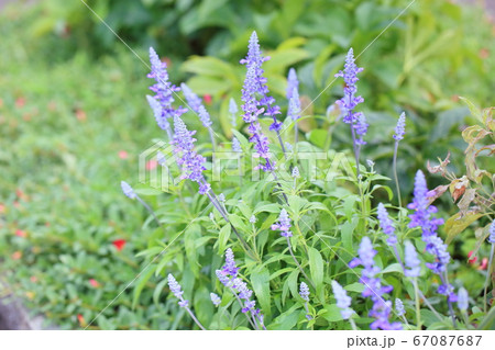 サルビア　ファリナセアの花 67087687