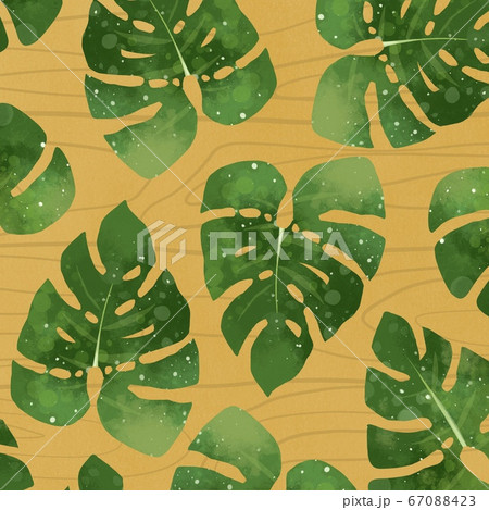 モンステラ 南国 イラスト 観葉植物 木目のイラスト素材