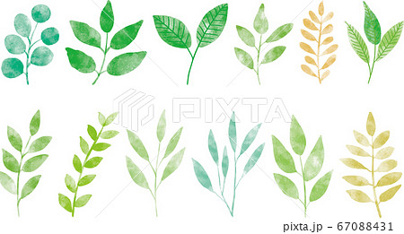 色んな葉_単体_水彩 色んな葉_単体_水彩 67088431