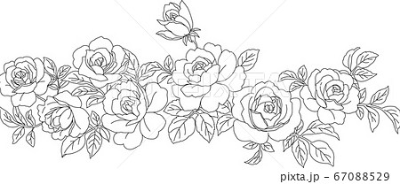 塗り絵 線描き 薔薇 花のイラスト素材