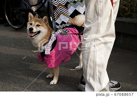 豆絞りの手ぬぐいとはっぴを着て祭りに参加する柴犬 豆絞りの手ぬぐいとはっぴを着て祭りに参加する柴犬 67088657