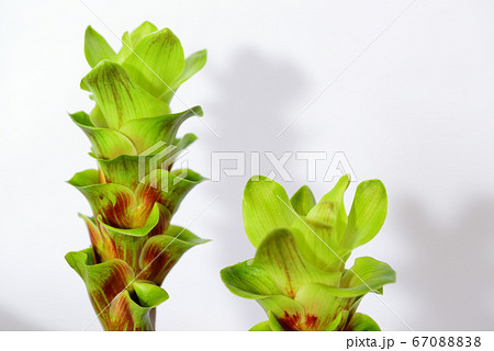 クルクマの花 67088838