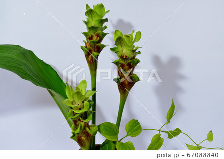 クルクマの花 クルクマの花 67088840