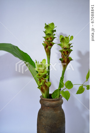 クルクマの花 クルクマの花 67088841