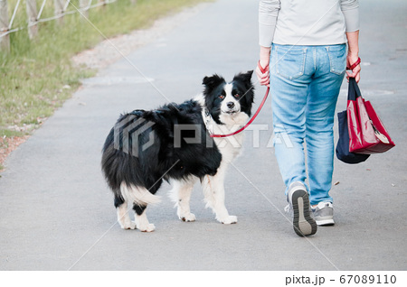 ボーダーコリー 犬の写真素材