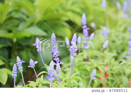 サルビア　ファリナセアの花 67089511