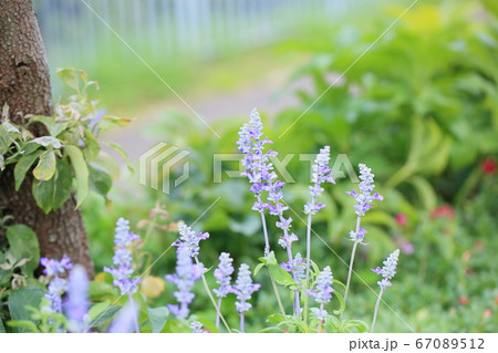 サルビア　ファリナセアの花 67089512