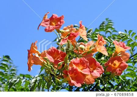 ノウゼンカズラ(凌霄花) ノウゼンカズラ(凌霄花) 67089858