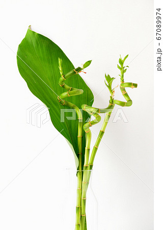 観葉植物 ミリオンバンブー 花瓶の写真素材