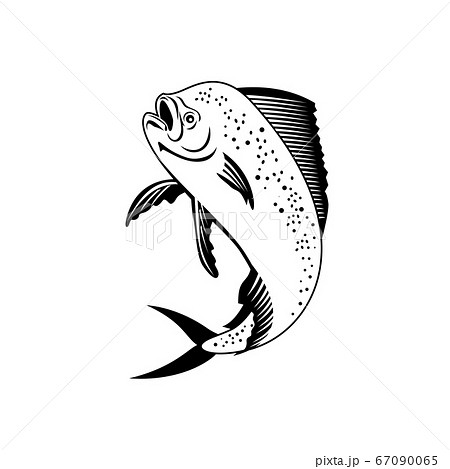 Dorado Dolphinfish or Mahi-mahi Jumping Up Retro 67090065
