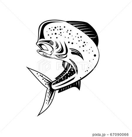 Mahi-mahi or Common Dolphinfish Jumping Up High Mahi-mahi or Common Dolphinfish Jumping Up High 67090066