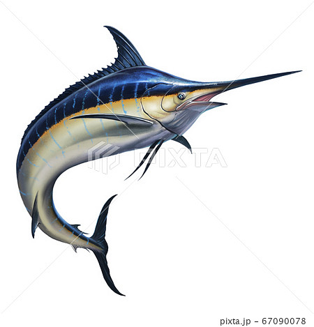 Big Black Marlin Jumps Out Of The Sea Black のイラスト素材