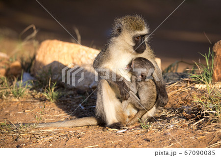 A monkey with a baby monkey in the arm A monkey with a baby monkey in the arm 67090085