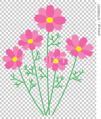 ピンクのコスモス 67090097