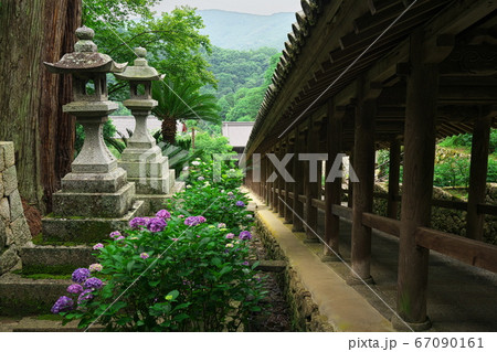 奈良県 長谷寺の登廊脇の石灯籠と紫陽花の写真素材