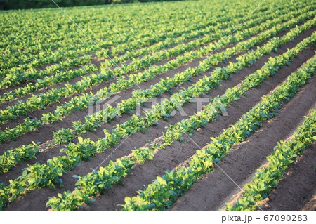 じゃが芋畑 67090283