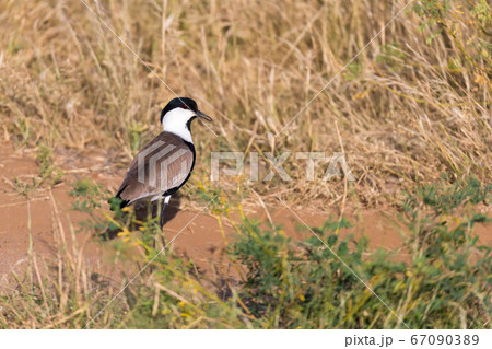 Local Kenyan birds in colorful colors sit on the 67090389