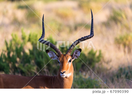 A portrait of an Impala antelope in the savannah 67090390