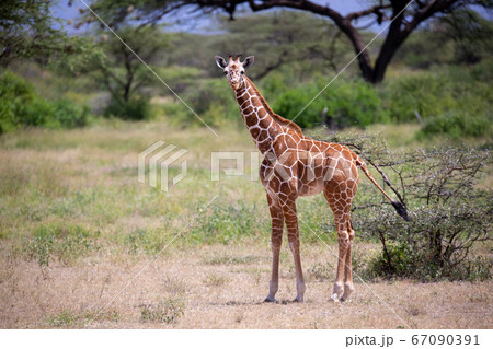 Giraffe walk through the savannah between the 67090391