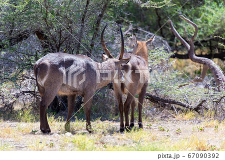 Antelope in the middle of the savannah of Kenya Antelope in the middle of the savannah of Kenya 67090392