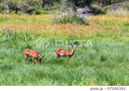 Antelope in the middle of the savannah of Kenya 67090393