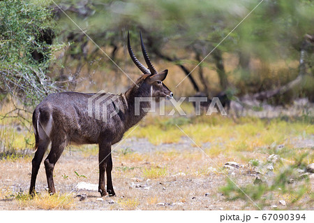 Antelope in the middle of the savannah of Kenya 67090394
