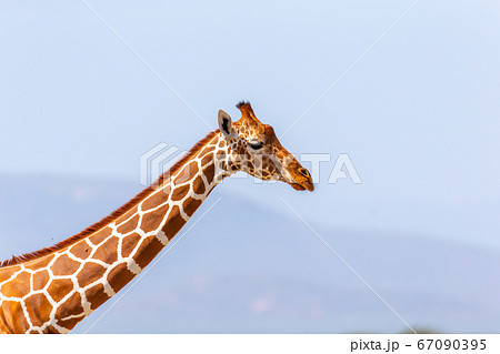 The head of a Somalia giraffe in close-up The head of a Somalia giraffe in close-up 67090395