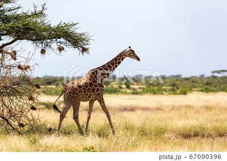 Giraffe walk through the savannah between the 67090396