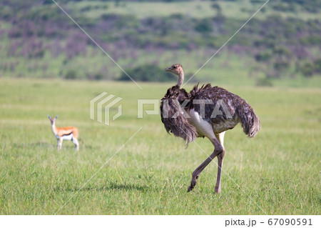 Ostrich birds are grazing on the meadow in the Ostrich birds are grazing on the meadow in the 67090591