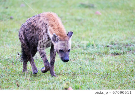 A hyena walks in the savanna in search of food A hyena walks in the savanna in search of food 67090611