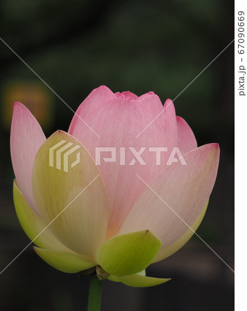古代蓮 67090669