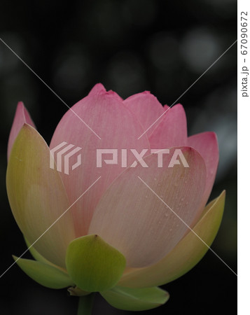 古代蓮 古代蓮 67090672