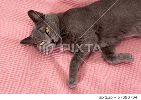 Cat relaxing on the couch. Russian blue cat 67090704