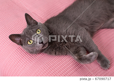 Cat relaxing on the couch. Russian blue cat 67090717