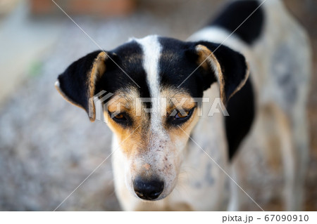 A street dog on the island of Madagascar A street dog on the island of Madagascar 67090910